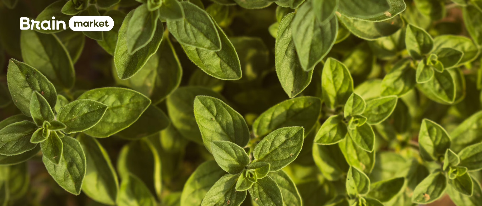 Oregano od kuchyně po doplňky stravy