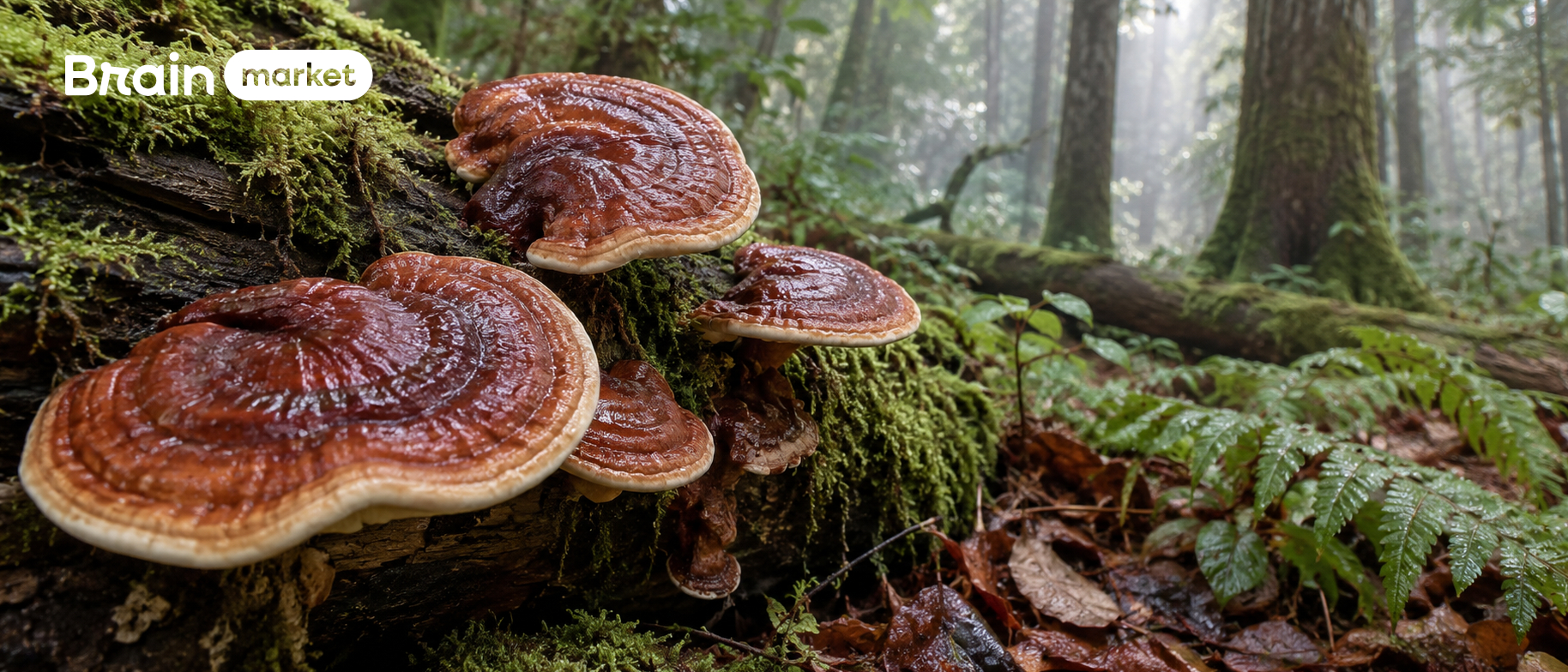 Reishi a její místo v tradičním i současném světě