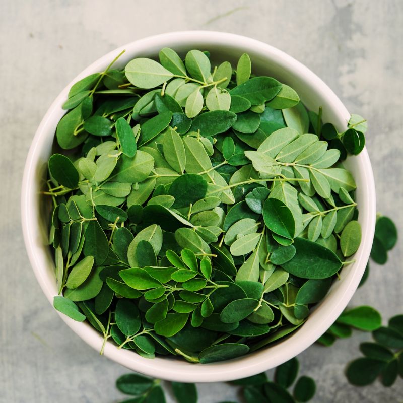 Moringa – Přírodní zdroj vitamínů a minerálů