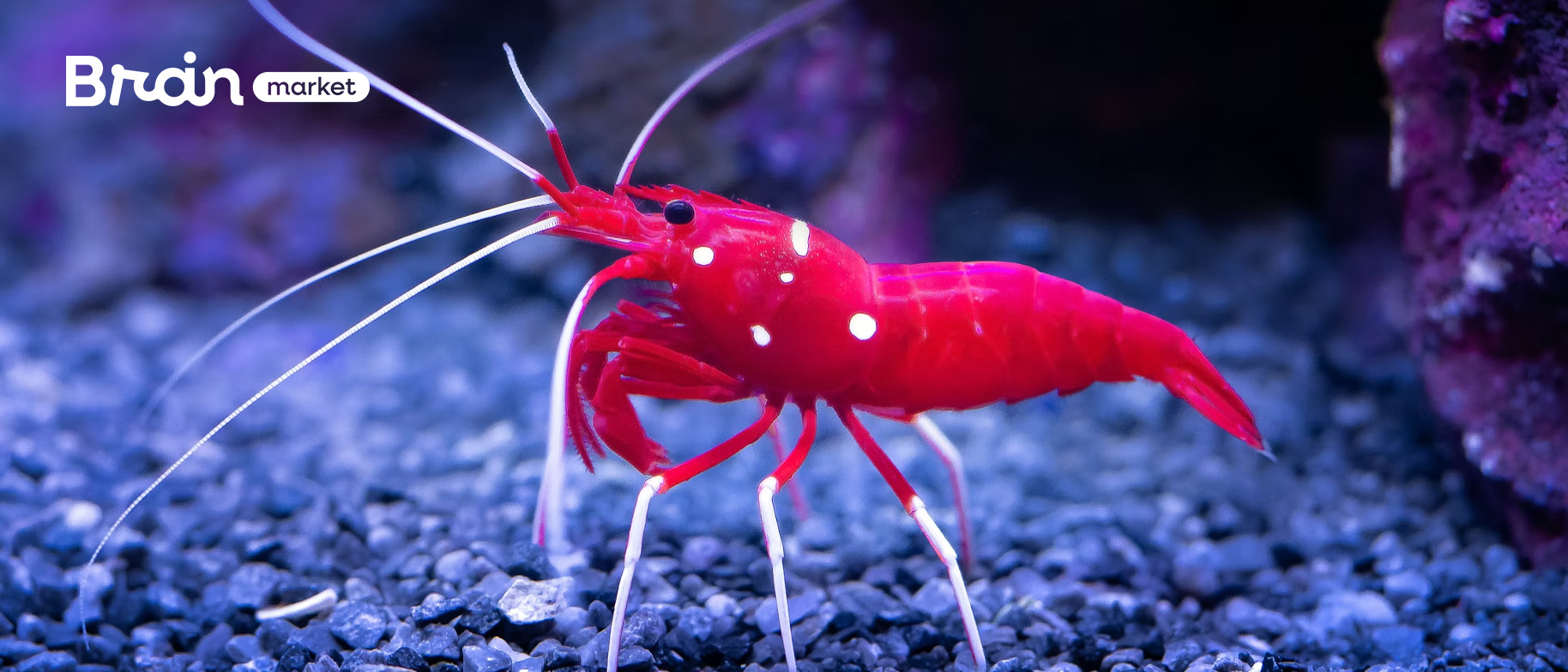 Chitosan: Přírodní kouzlo z mořských korýšů