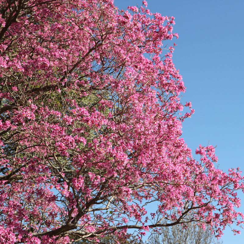Rudé lapacho: Zázračná kůra z Jižní Ameriky