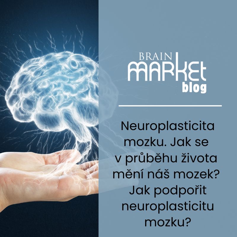 Neuroplasticita mozku. Jak se v průběhu života mění náš mozek? Jak podpořit neuroplasticitu mozku?