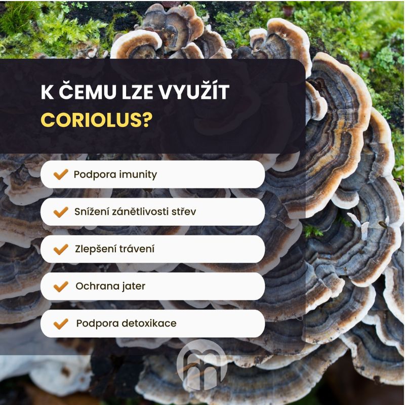 Turkey Tail neboli Coriolus. Houba podporující funkci imunitních buňek i střev.