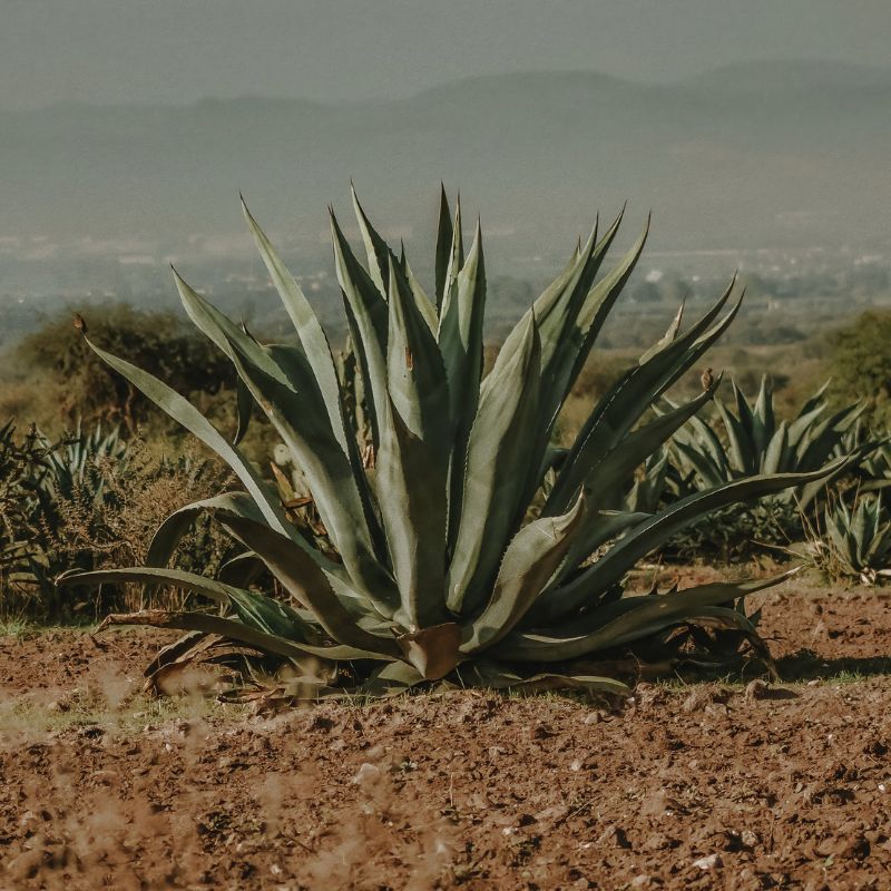 Inulin z agáve: vlastnosti a přirozený původ