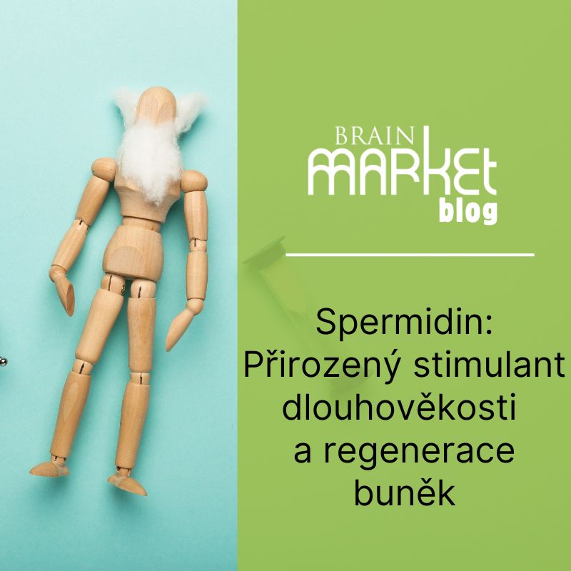 Spermidin: Přirozený stimulant dlouhověkosti a regenerace buněk
