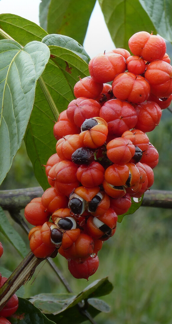 Guarana