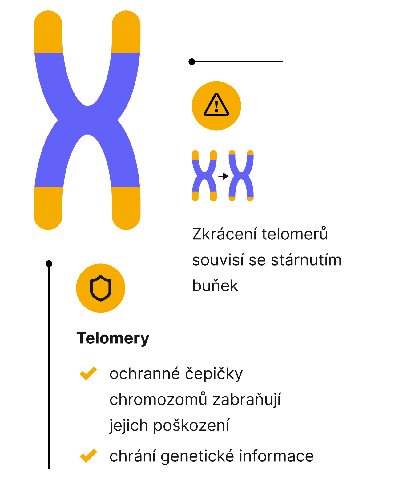 Obrázok telomér