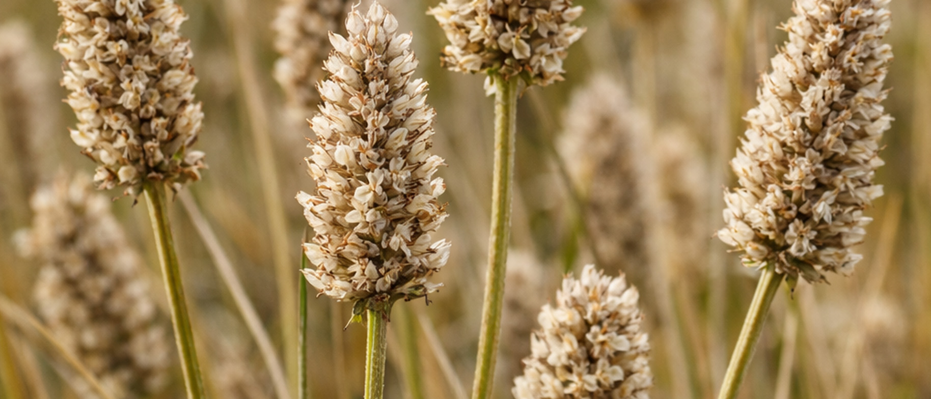 psyllium jak se vyrábí