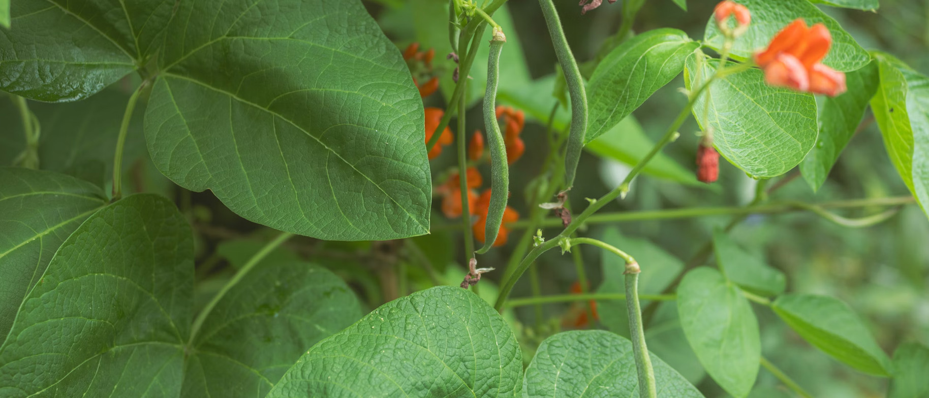světový den luštěnin fazole rostlina