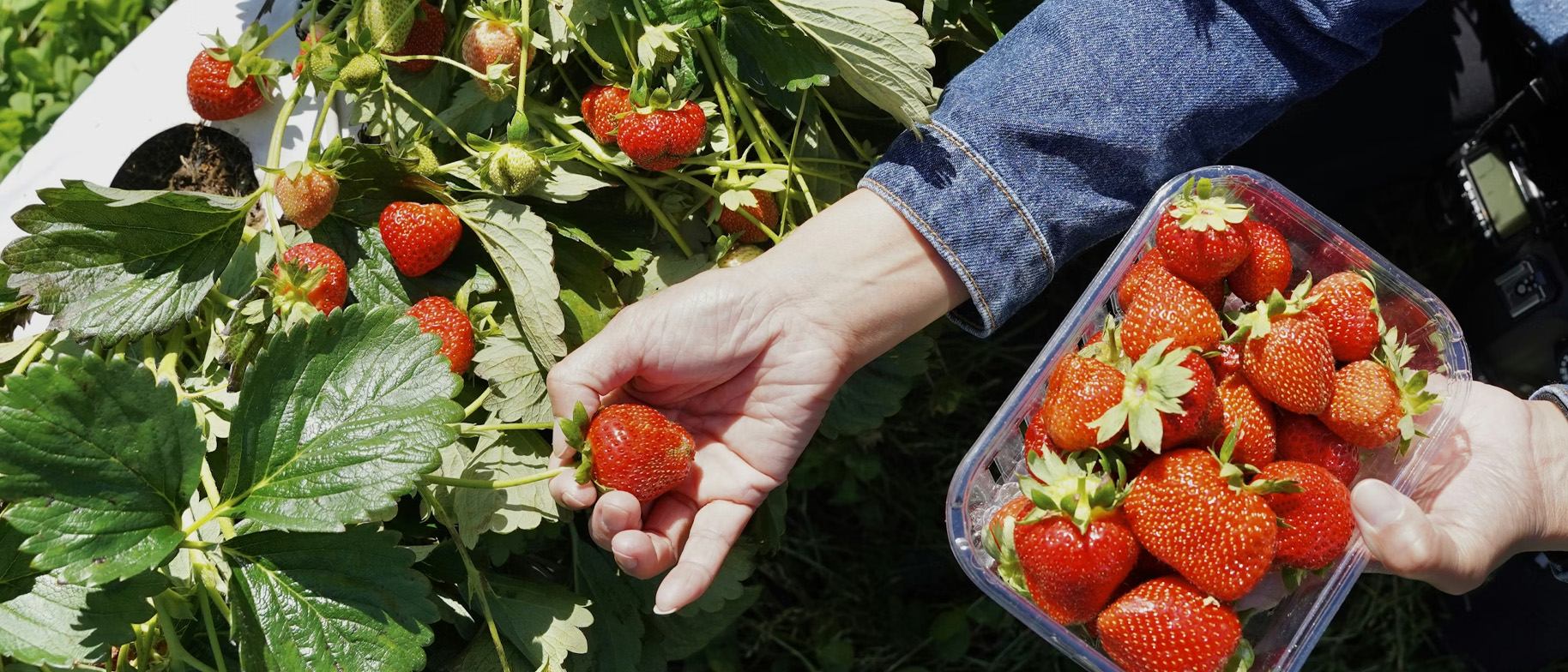 sezonní stravování typy potravn