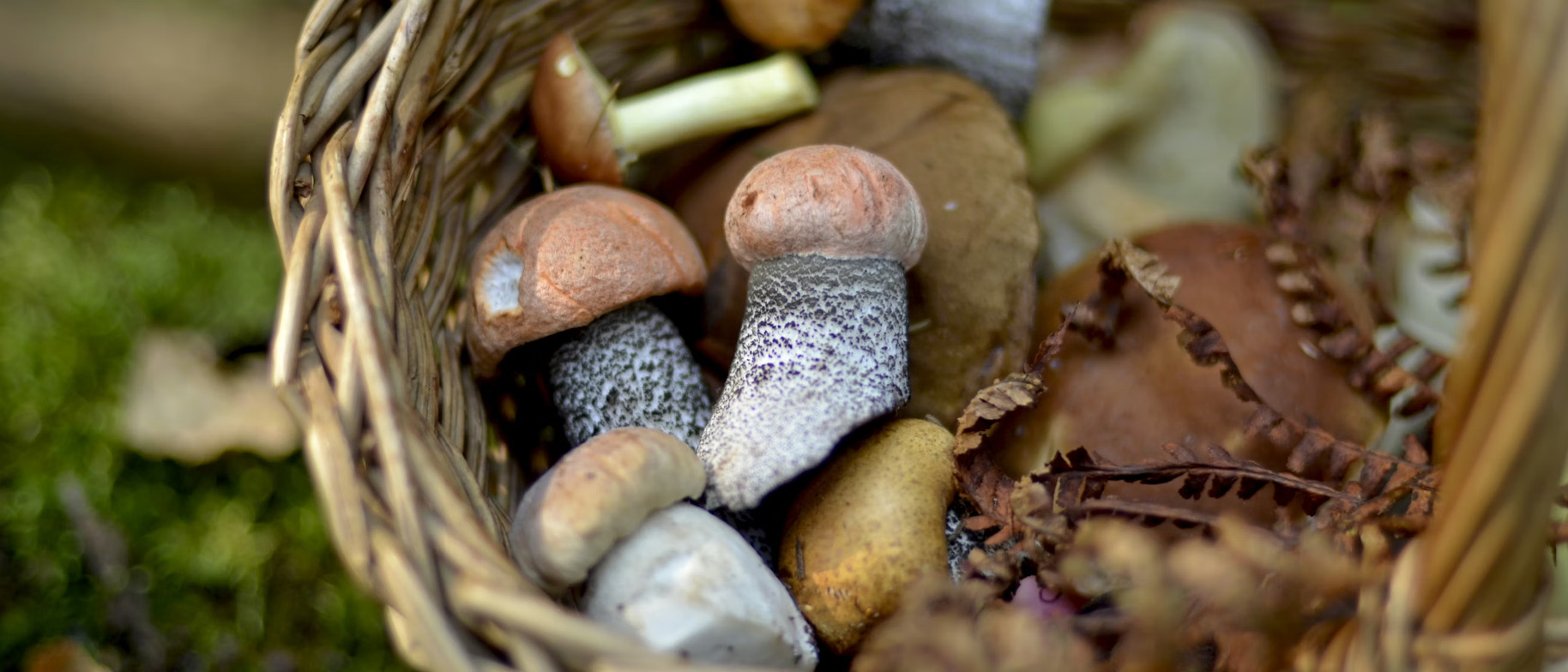 houby a podzimní jídelníček