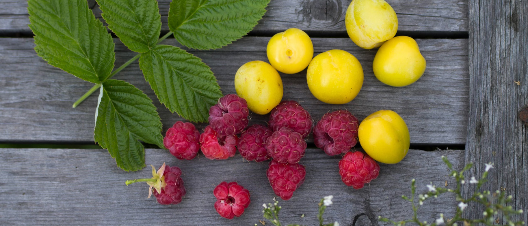 sezonní stravování v létě