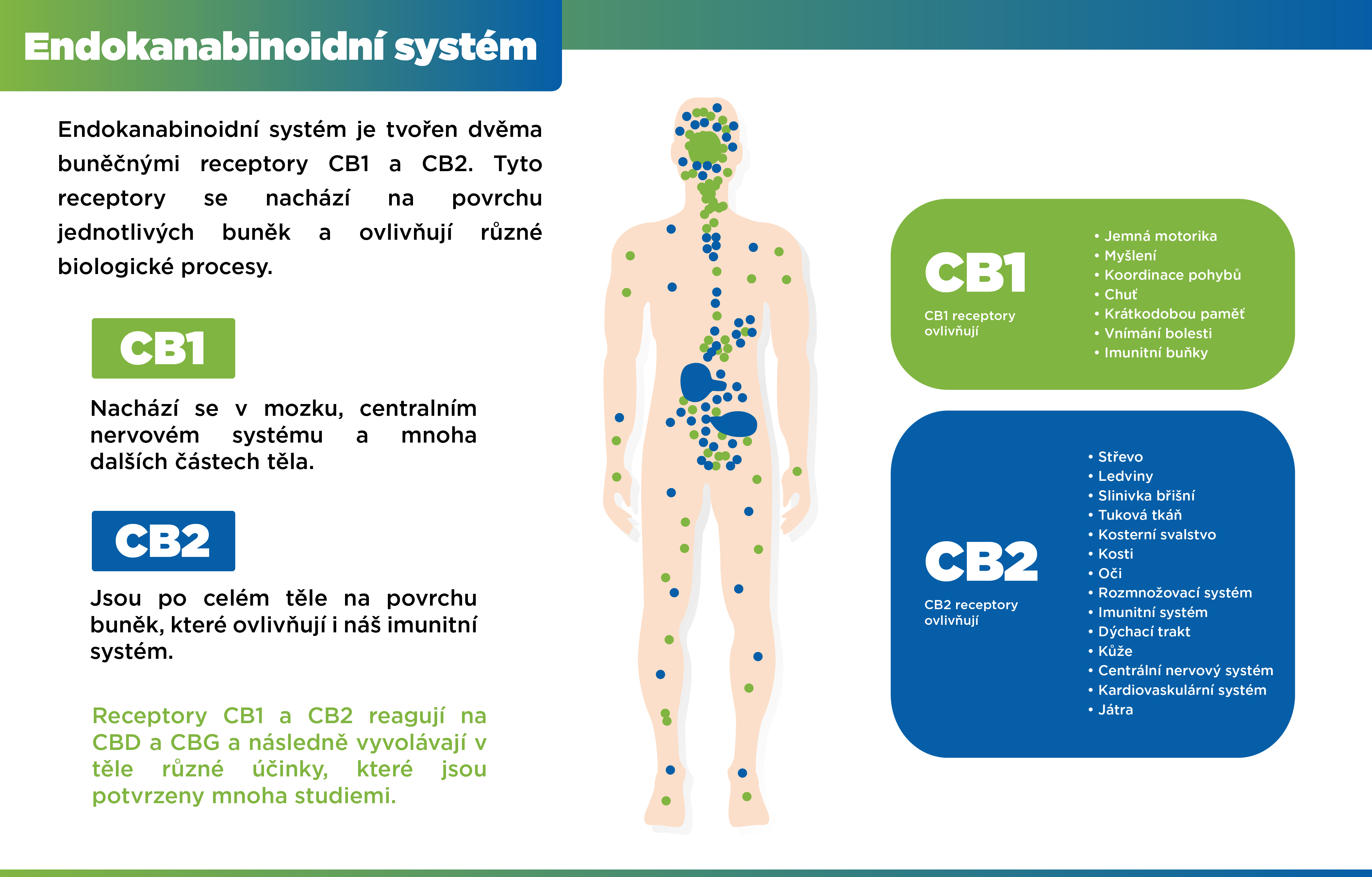 Endokanabinoidni_system_123-100