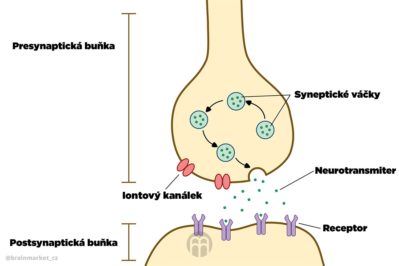 Synapse_and_neurotransmitter_diagram_infografika_brainmarket_CZ