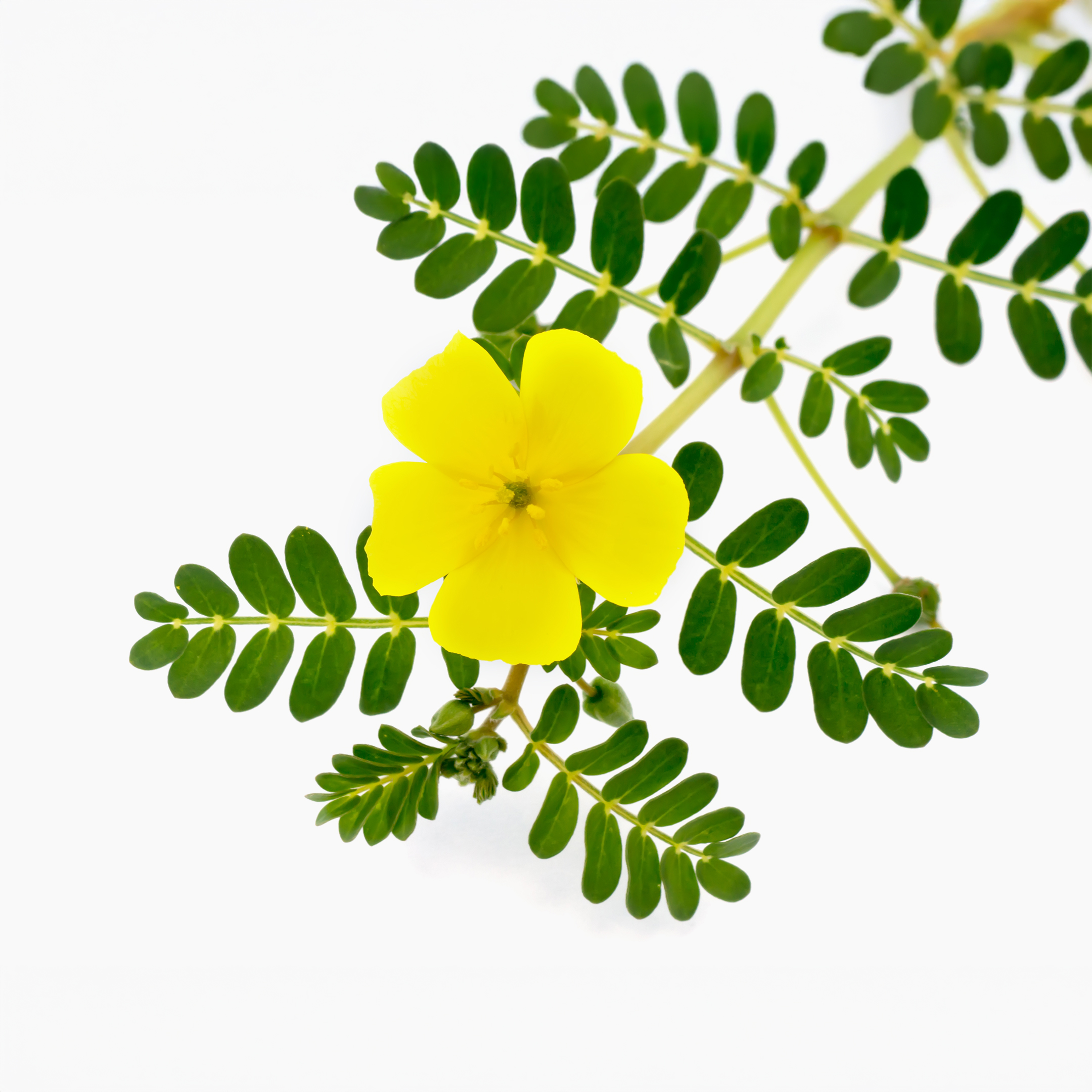 tribulus