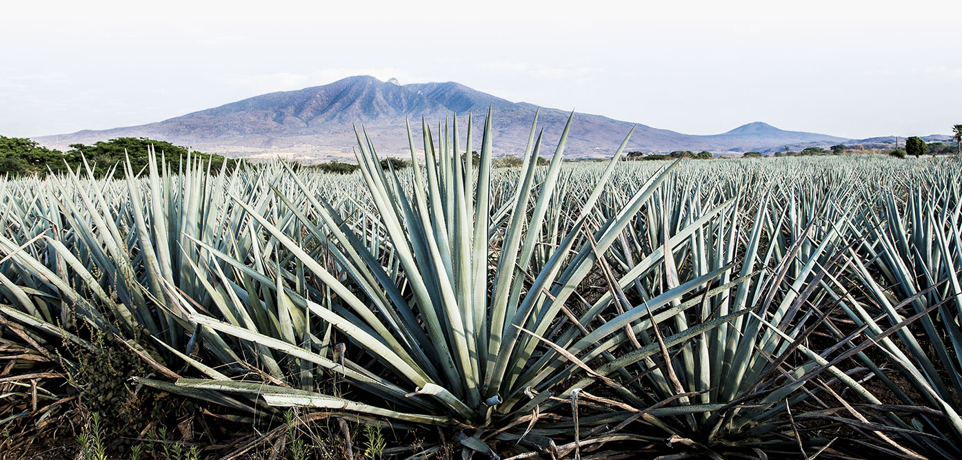 agave