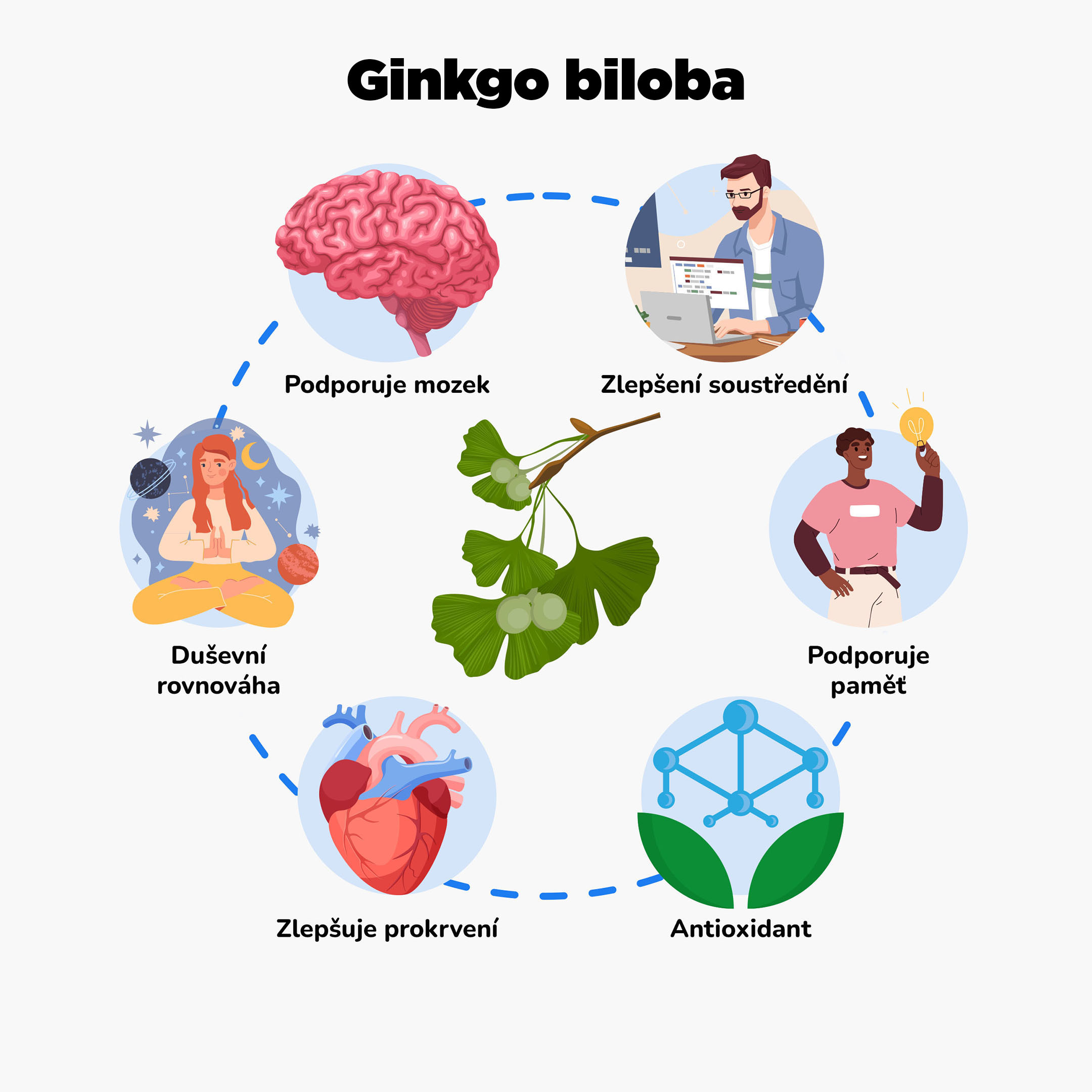 ginkgo biloba