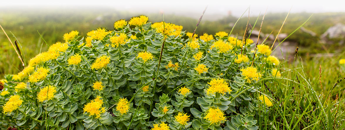 rhodiola rosea uvod