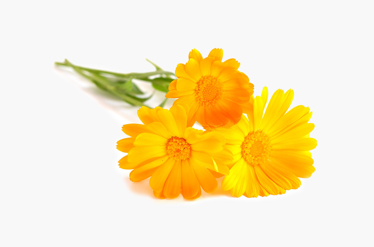 calendula