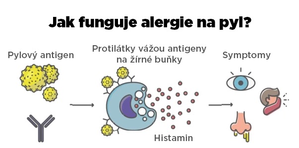 jak_funguje_alergie_na_pyl_brainmarket