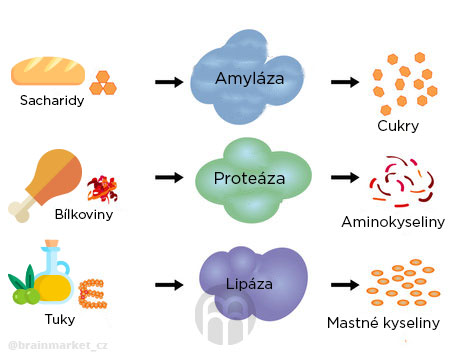 sacharidy-bilkoviny-tuky-infografika-brainmakret-cz