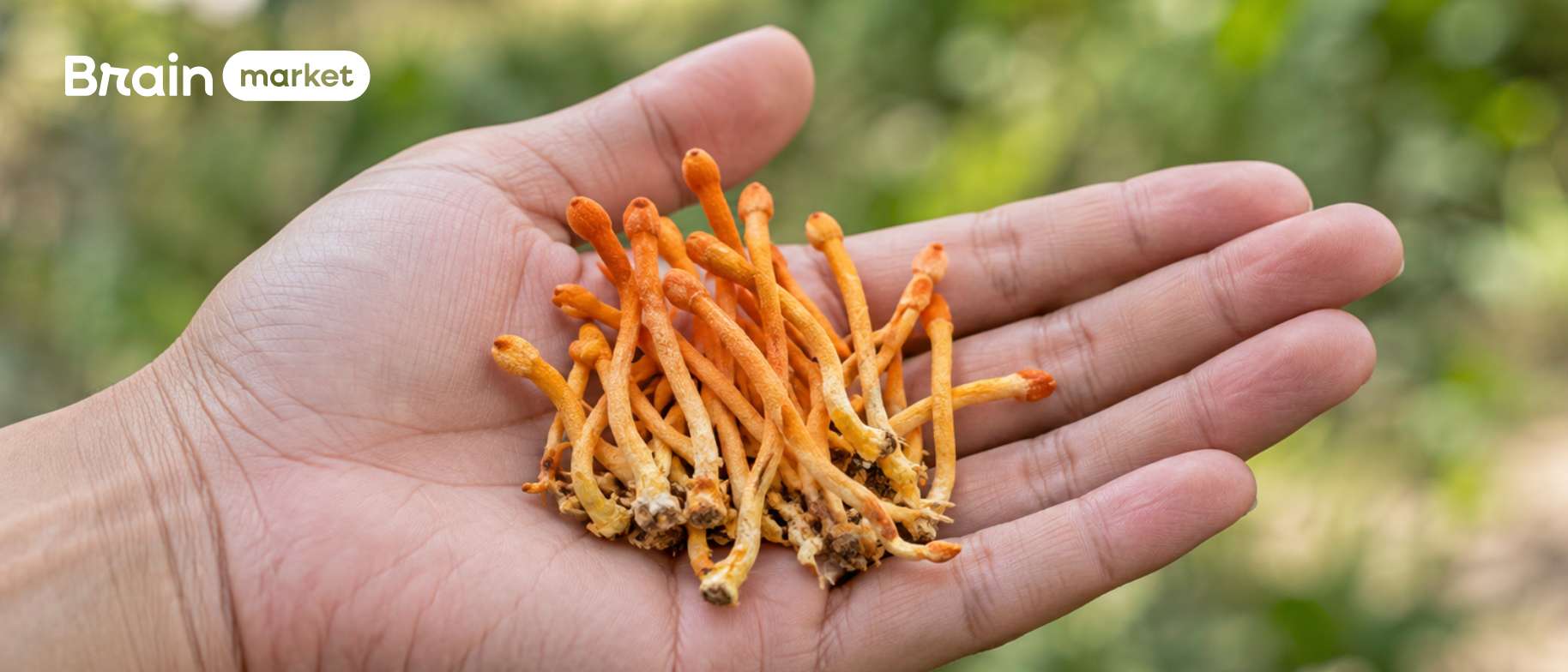 Cordyceps: Přírodní superpotravina z říše hub