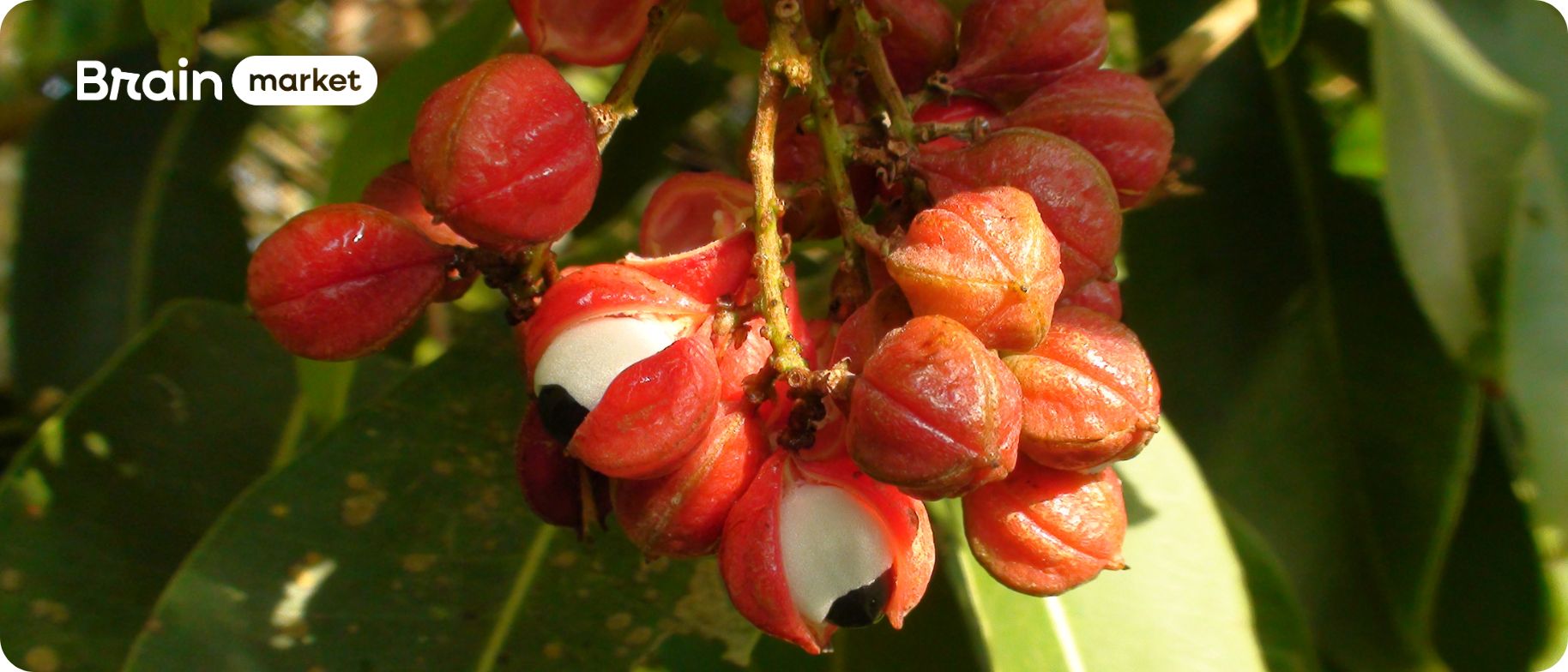 Guarana: môže konkurovať káve?