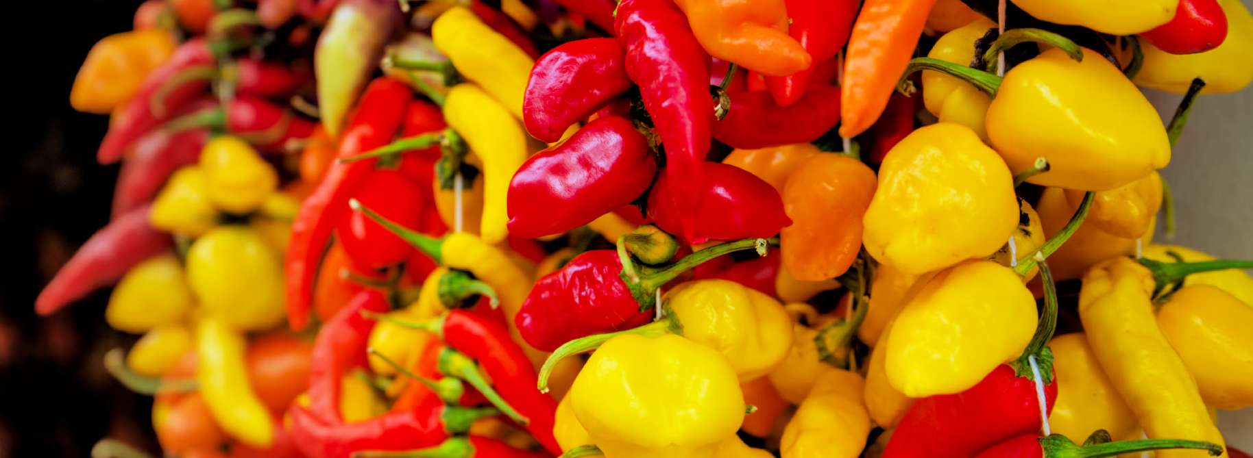 jakie są rodzaje papryczek chilli
