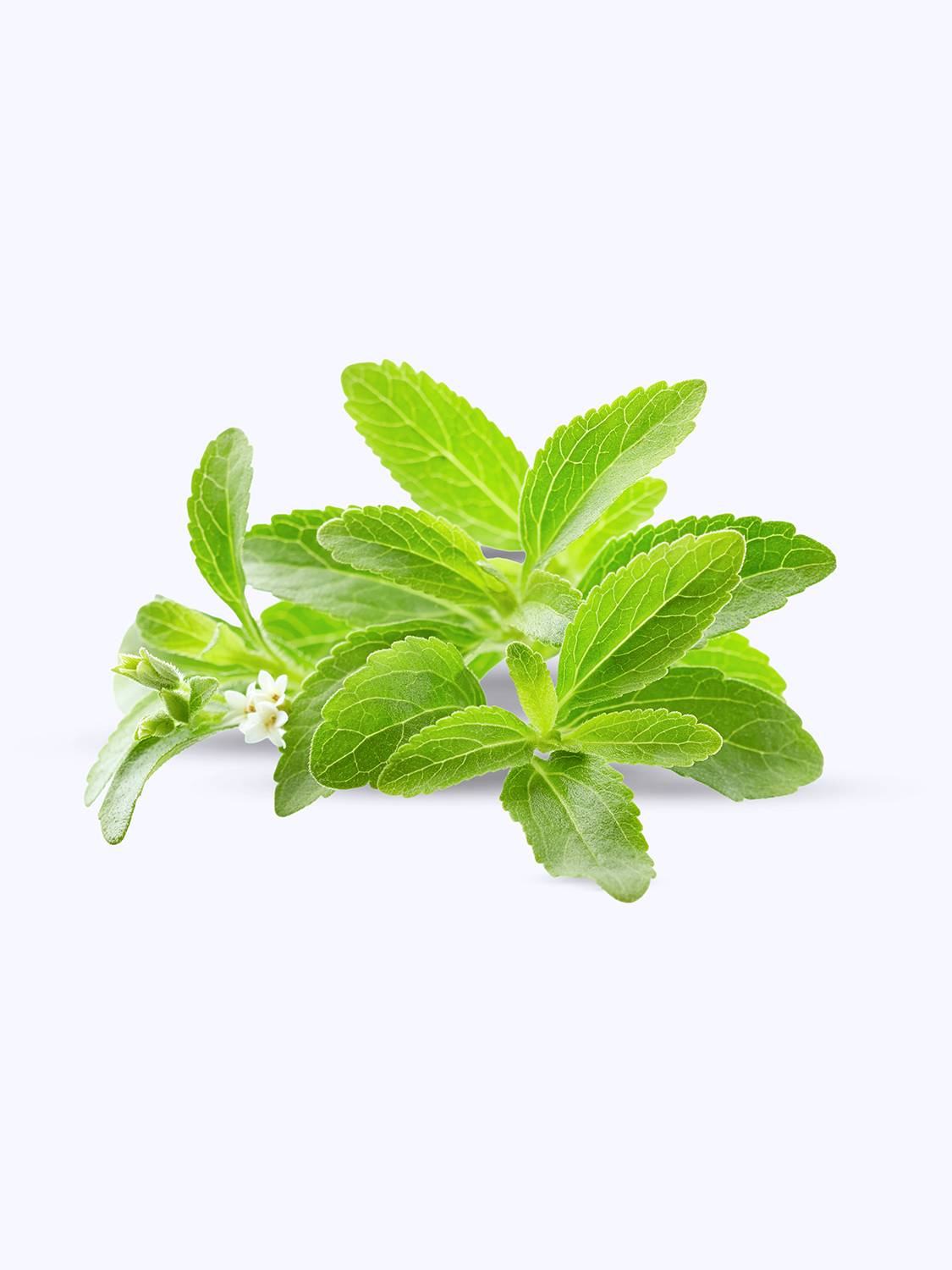 stevia.jpg