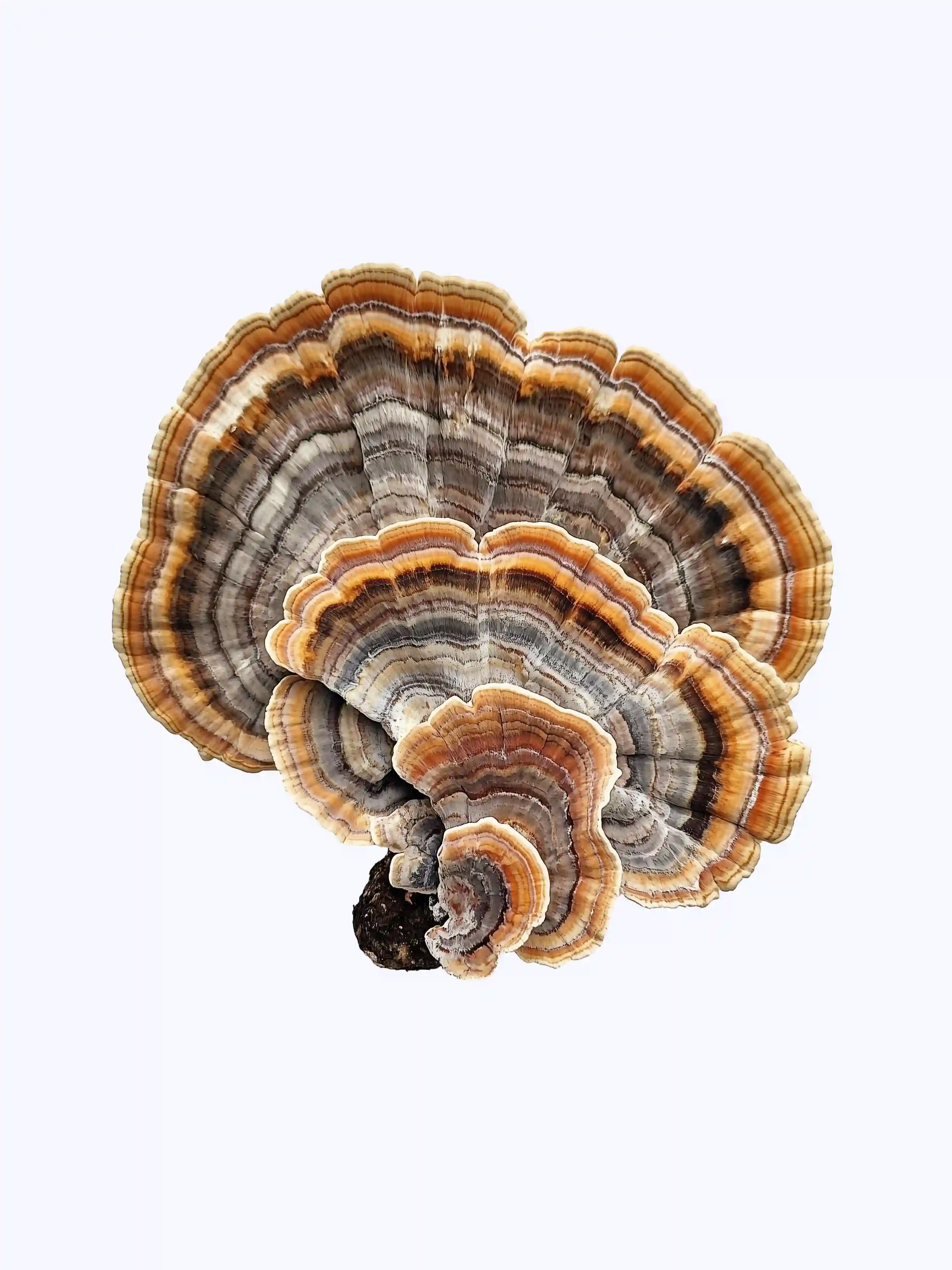turkey-tail.webp
