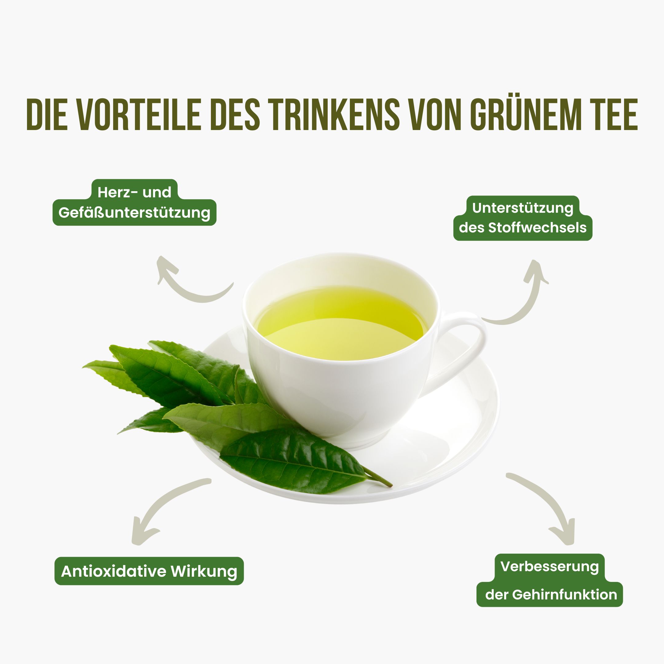 Grüner Tee Catechine