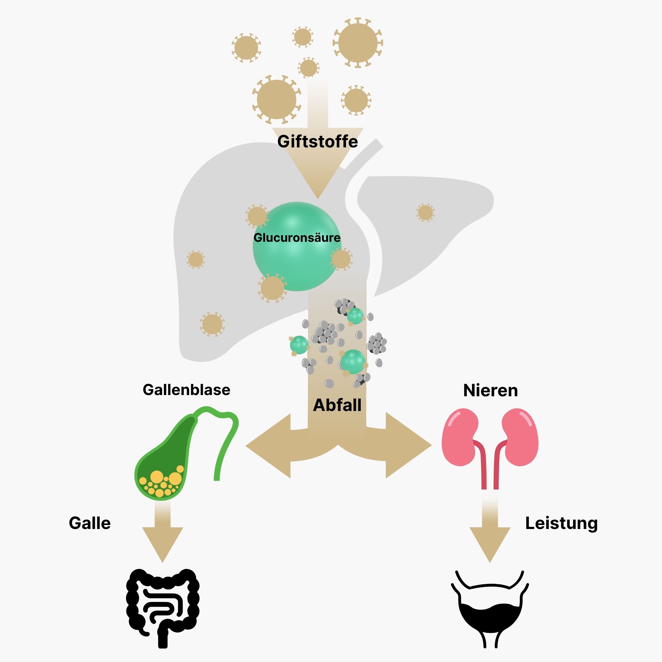 Glukuronidace