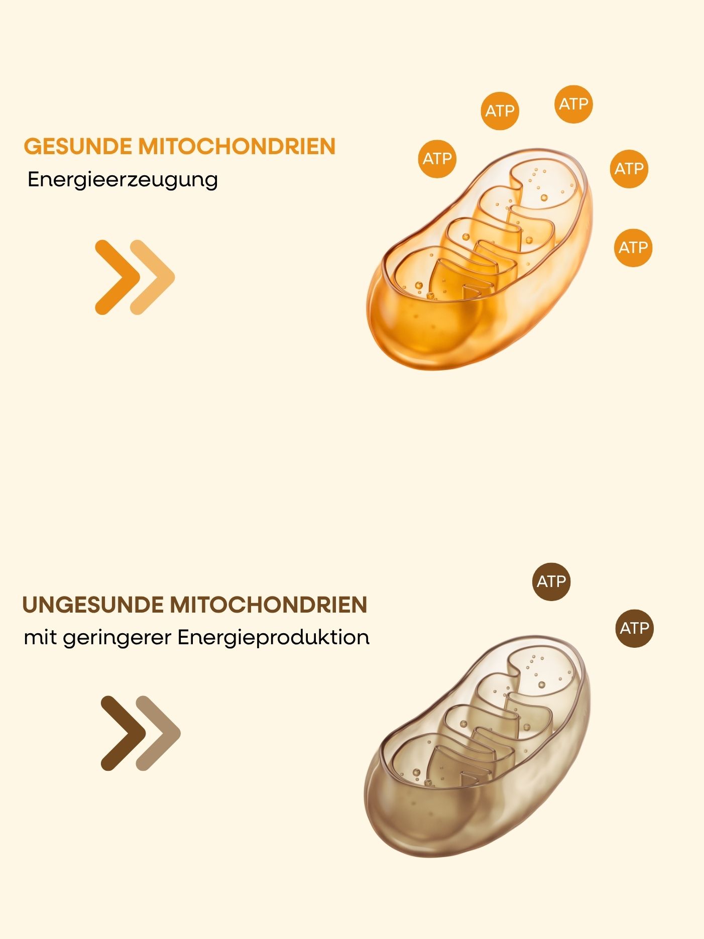 mitochondrie-2.jpg