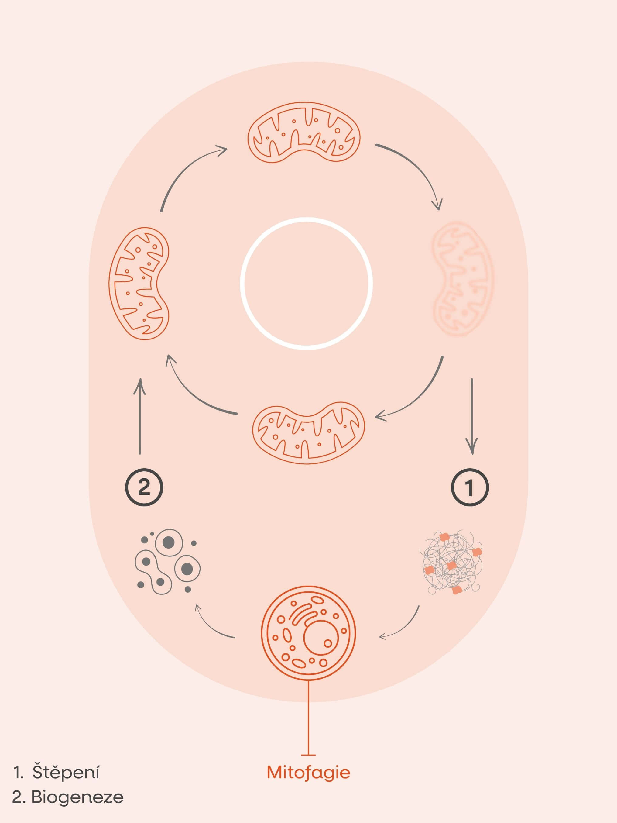mitochondria.jpg