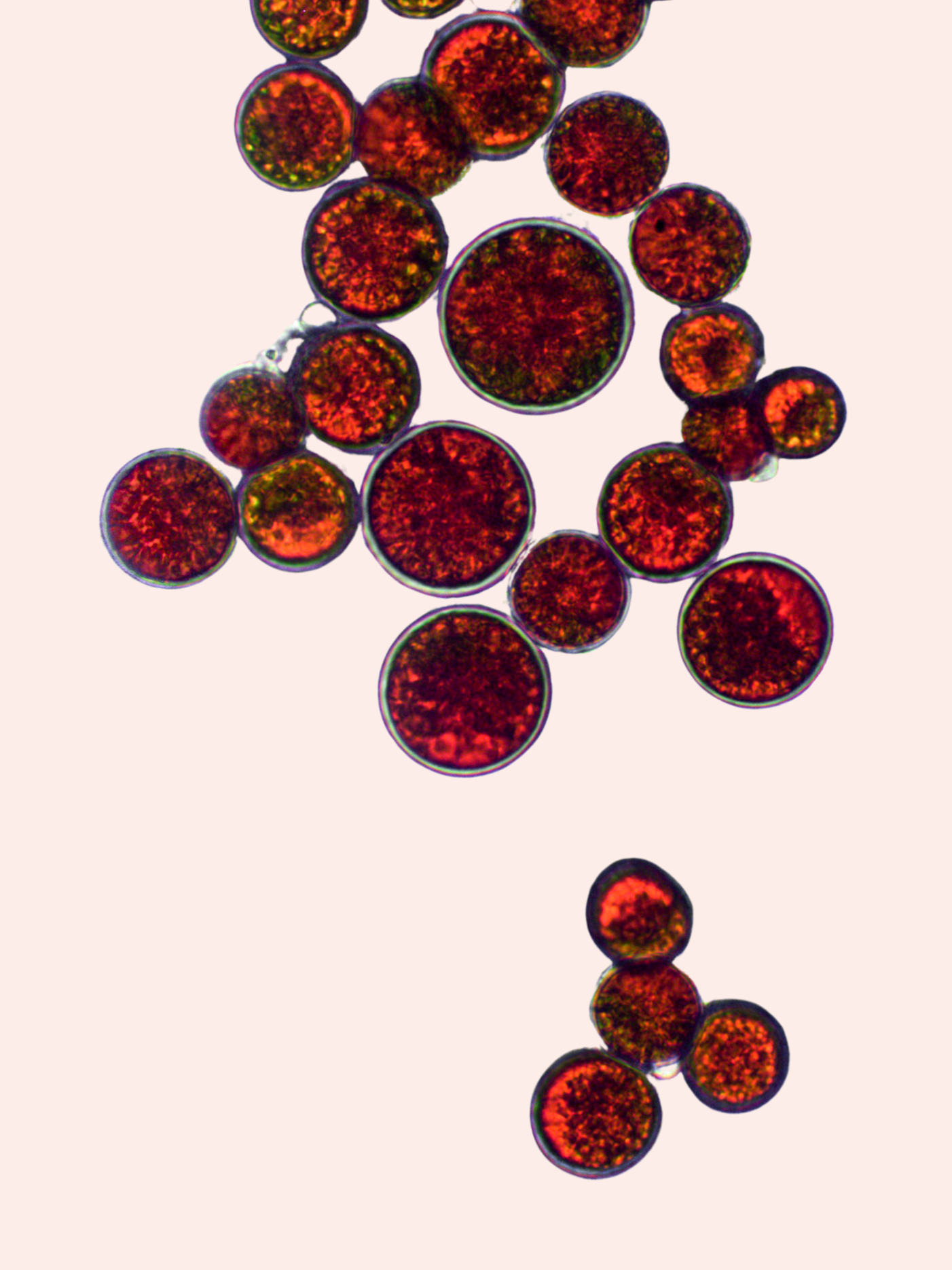 Astaxanthin.png