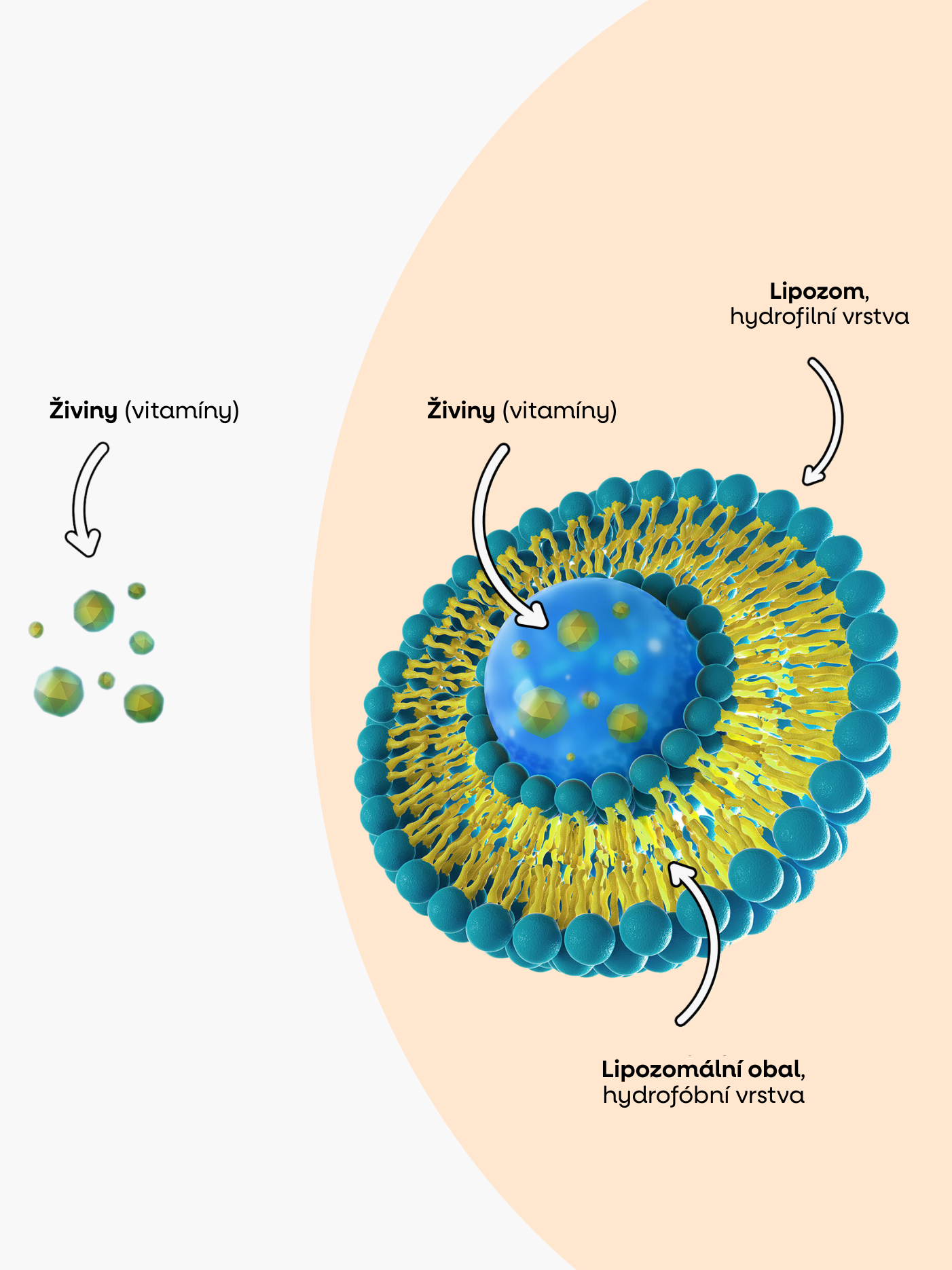 liposome.png