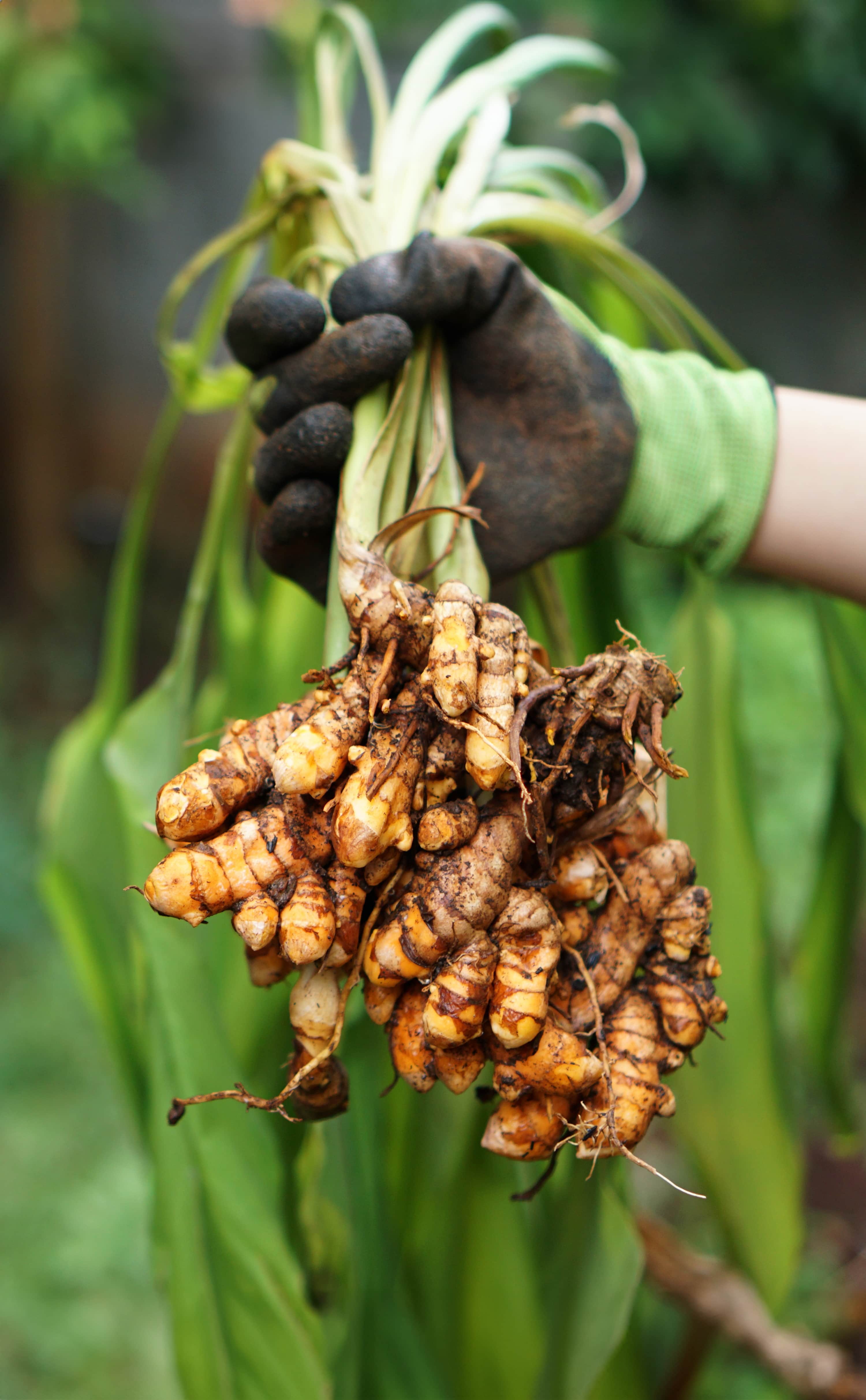 rădăcină-de-turmeric.jpg