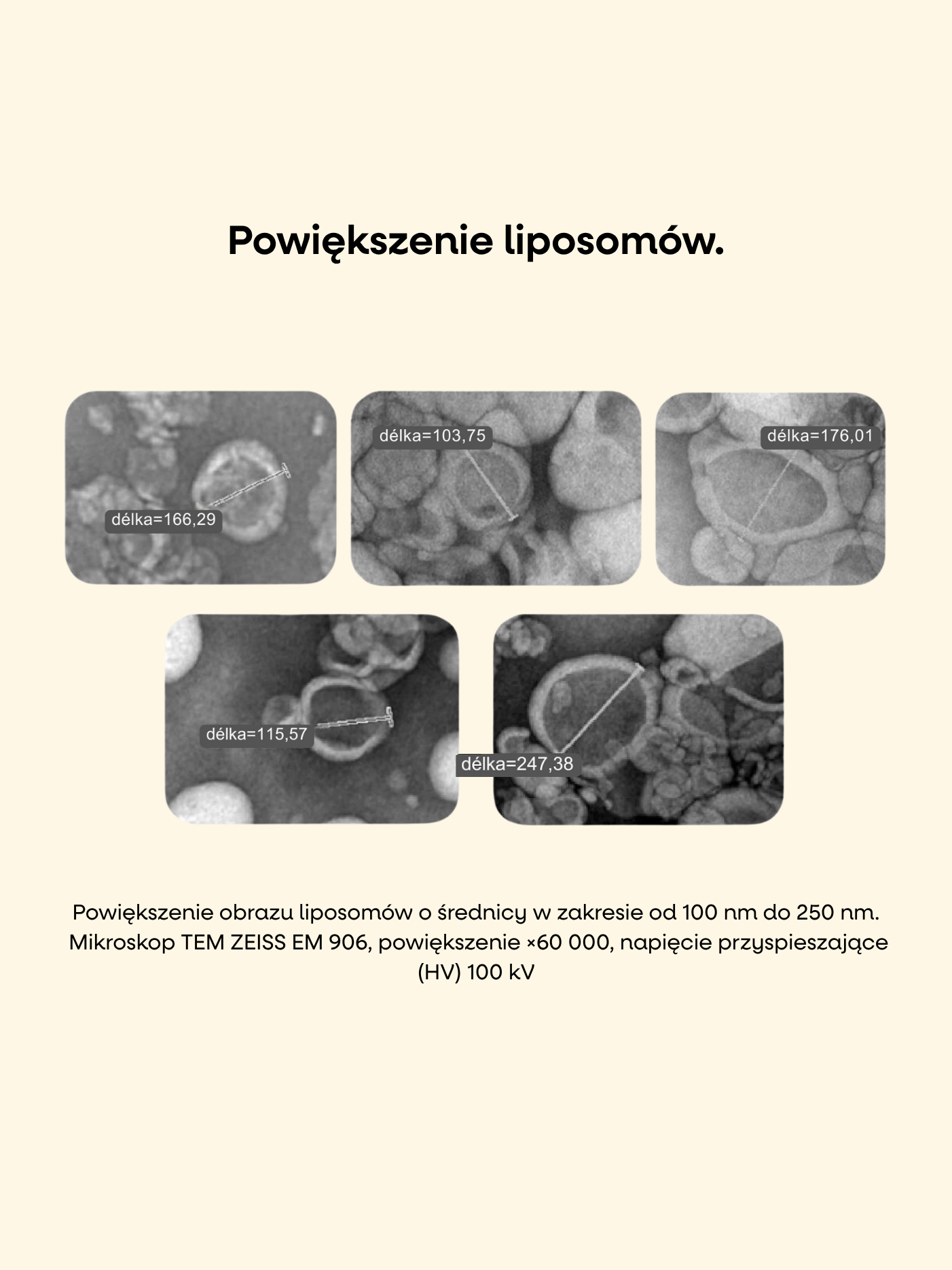 Polstina_(24).png