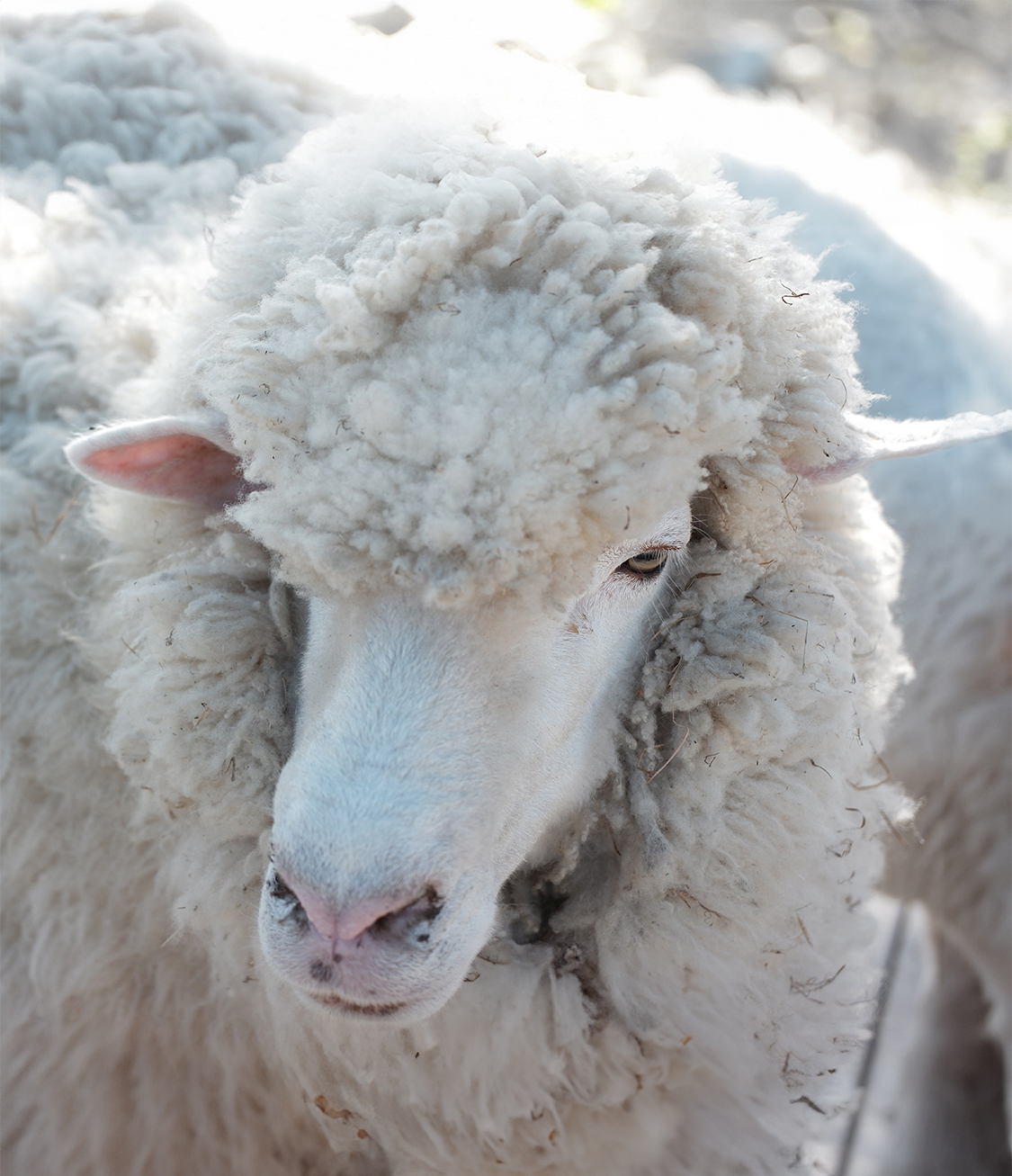 merino-ovce_kopie.jpg