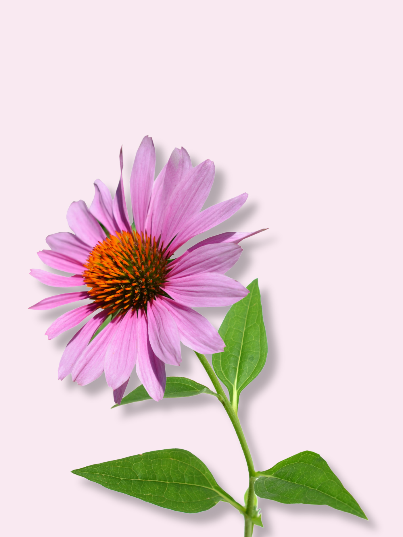 Brainmax_echinacea.png