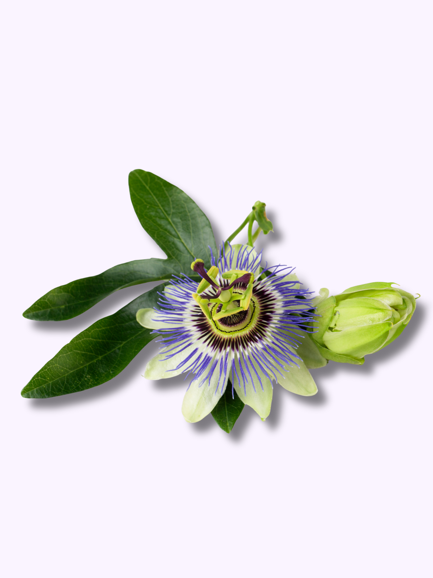 brainmax_passionflower.png
