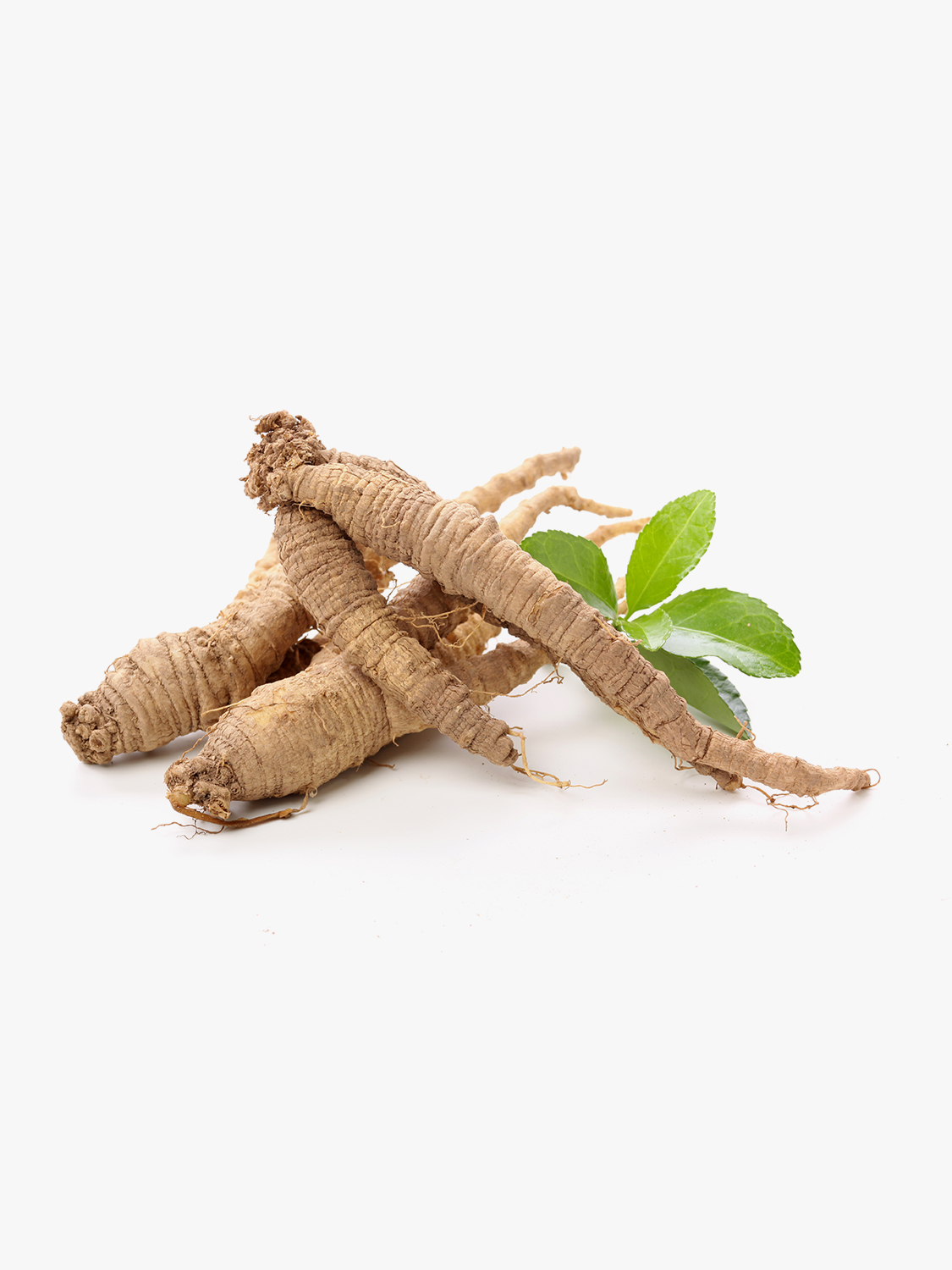 ginseng.jpg