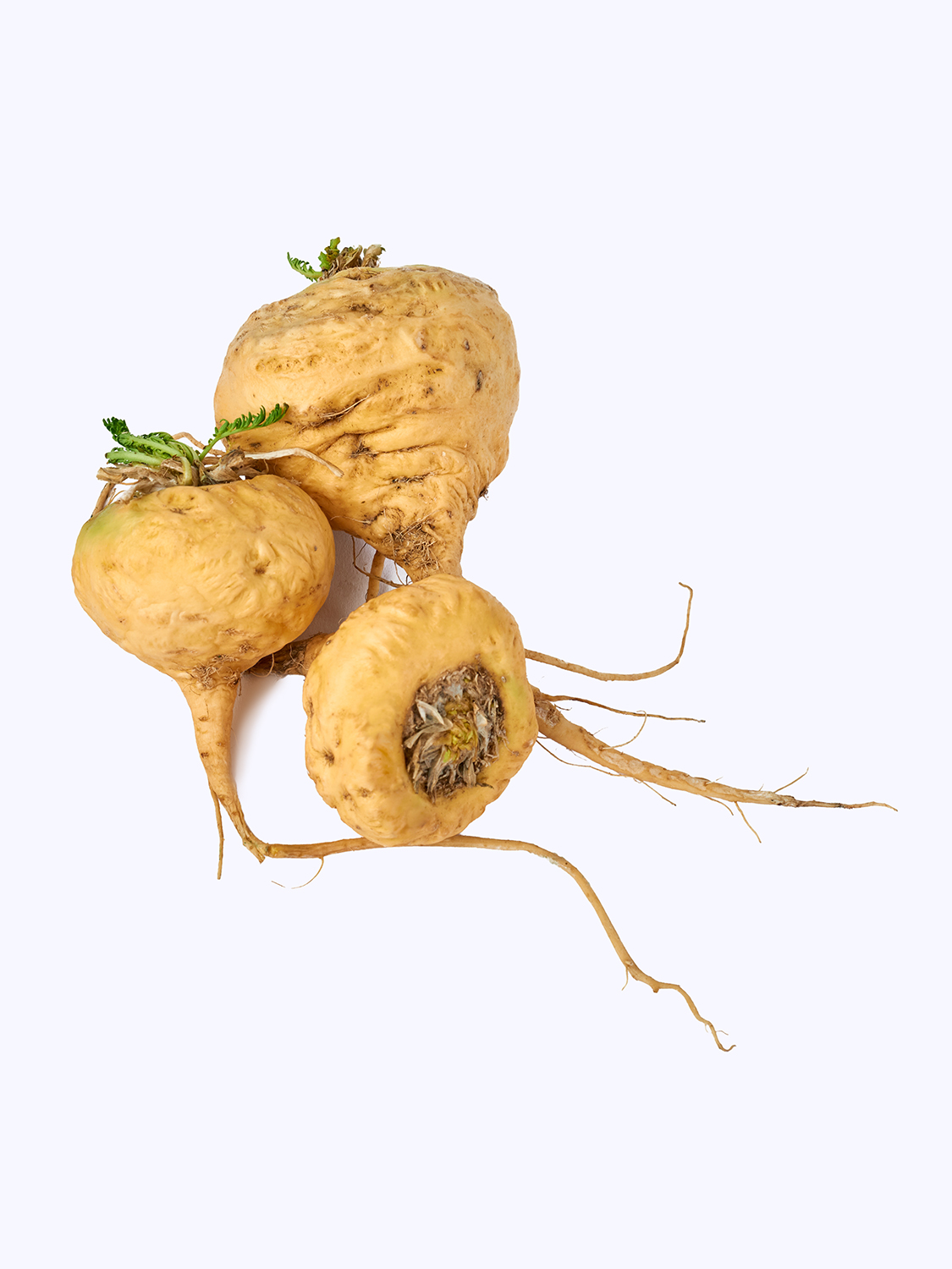 maca-root.jpg