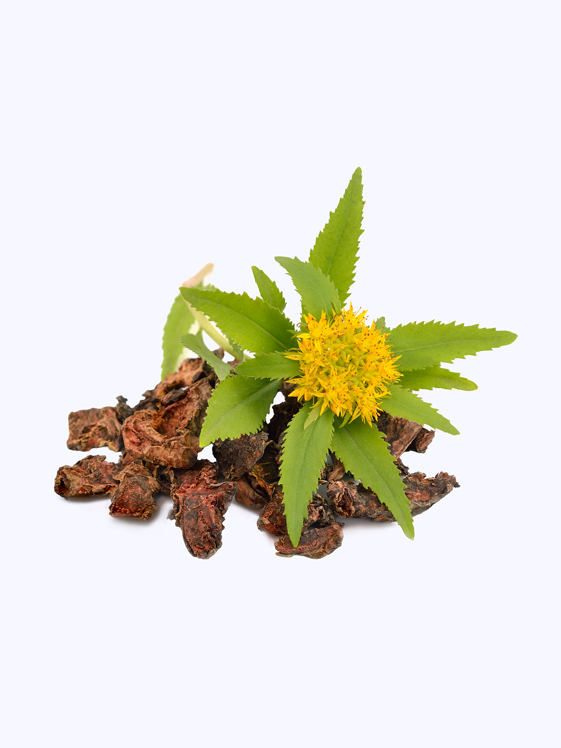 rhodiola.jpg