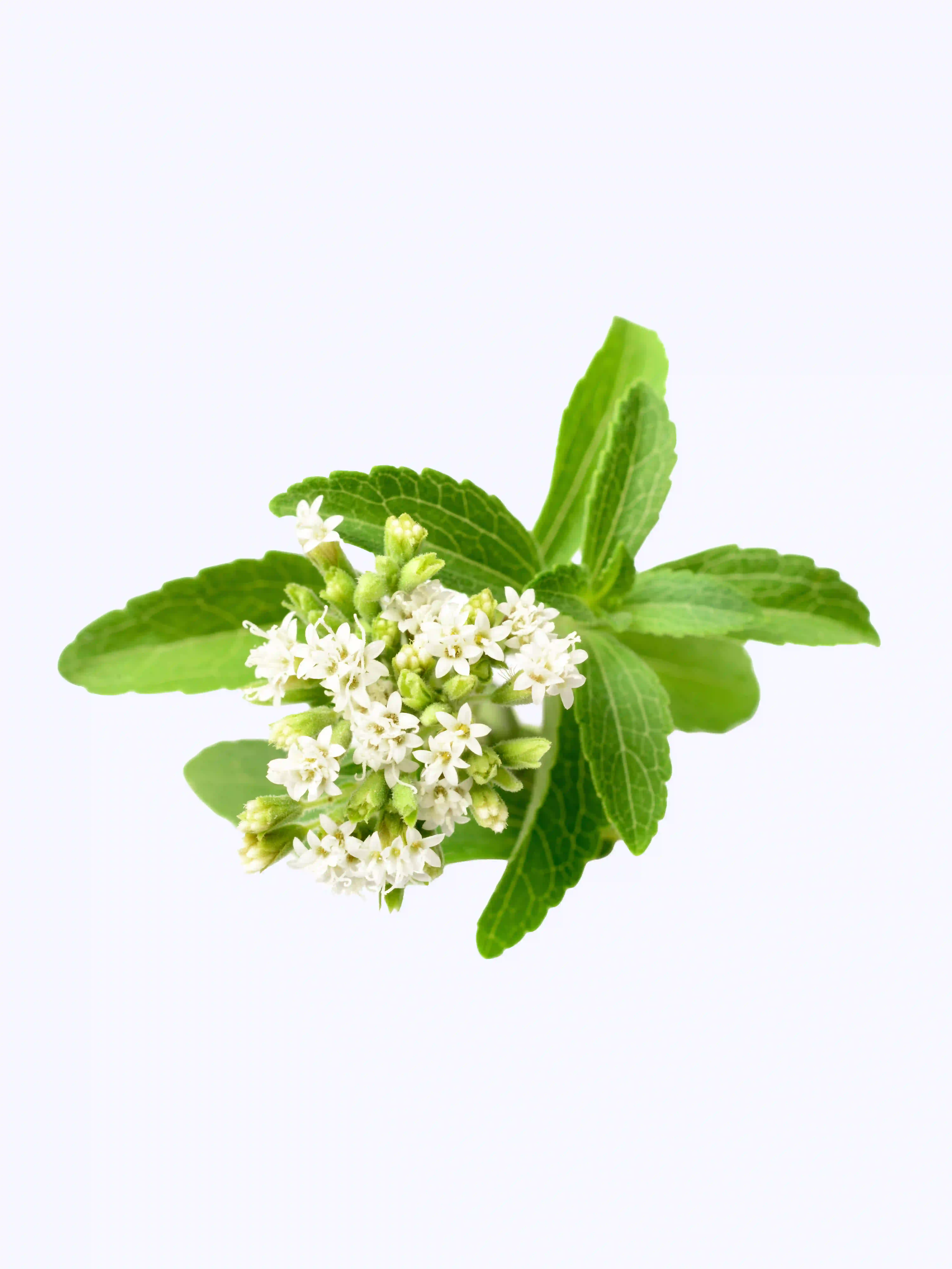 stevia.webp