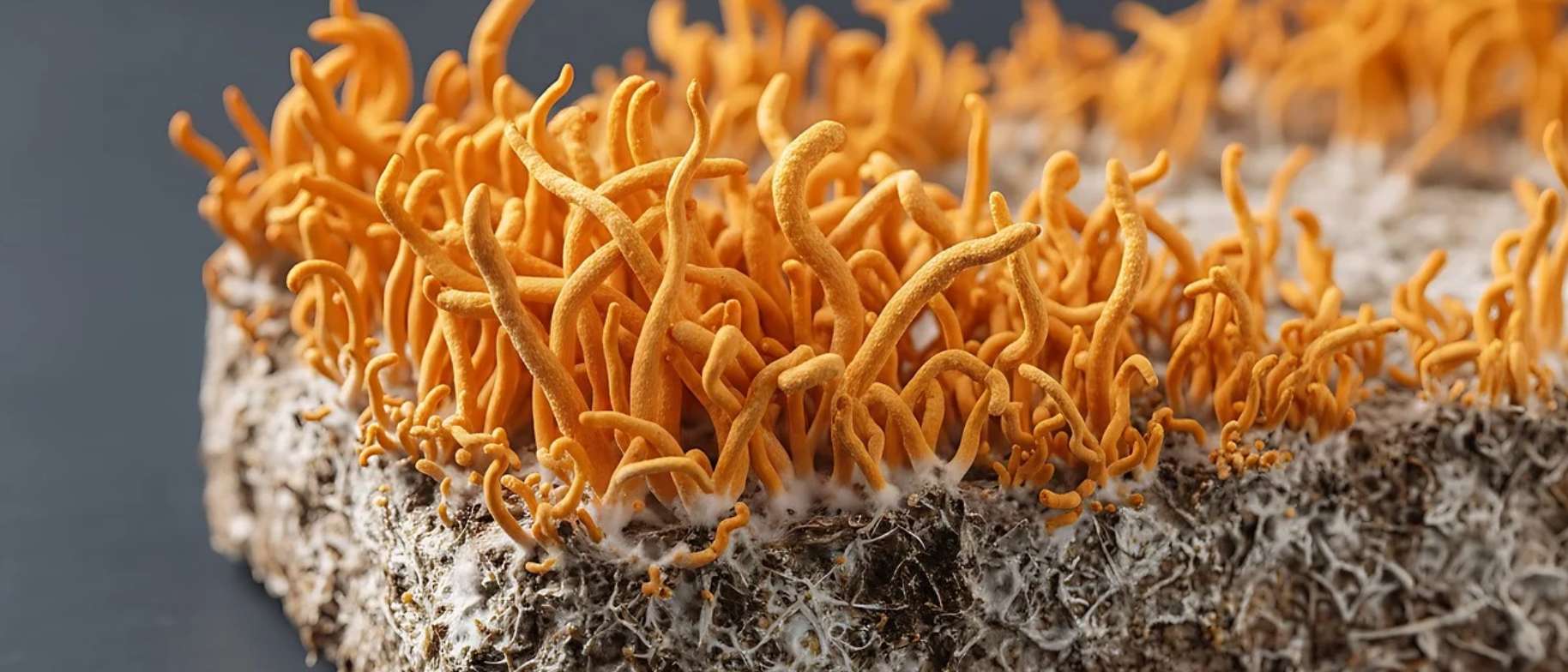 cordyceps pěstování vitálních hub