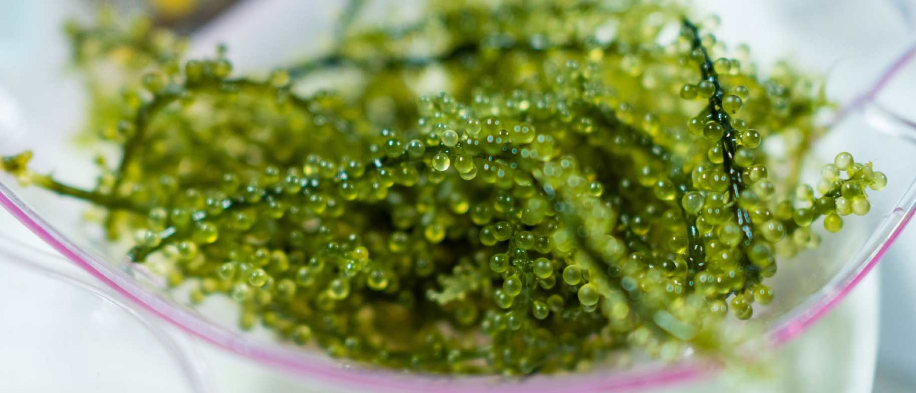 supergreens mořské řasy