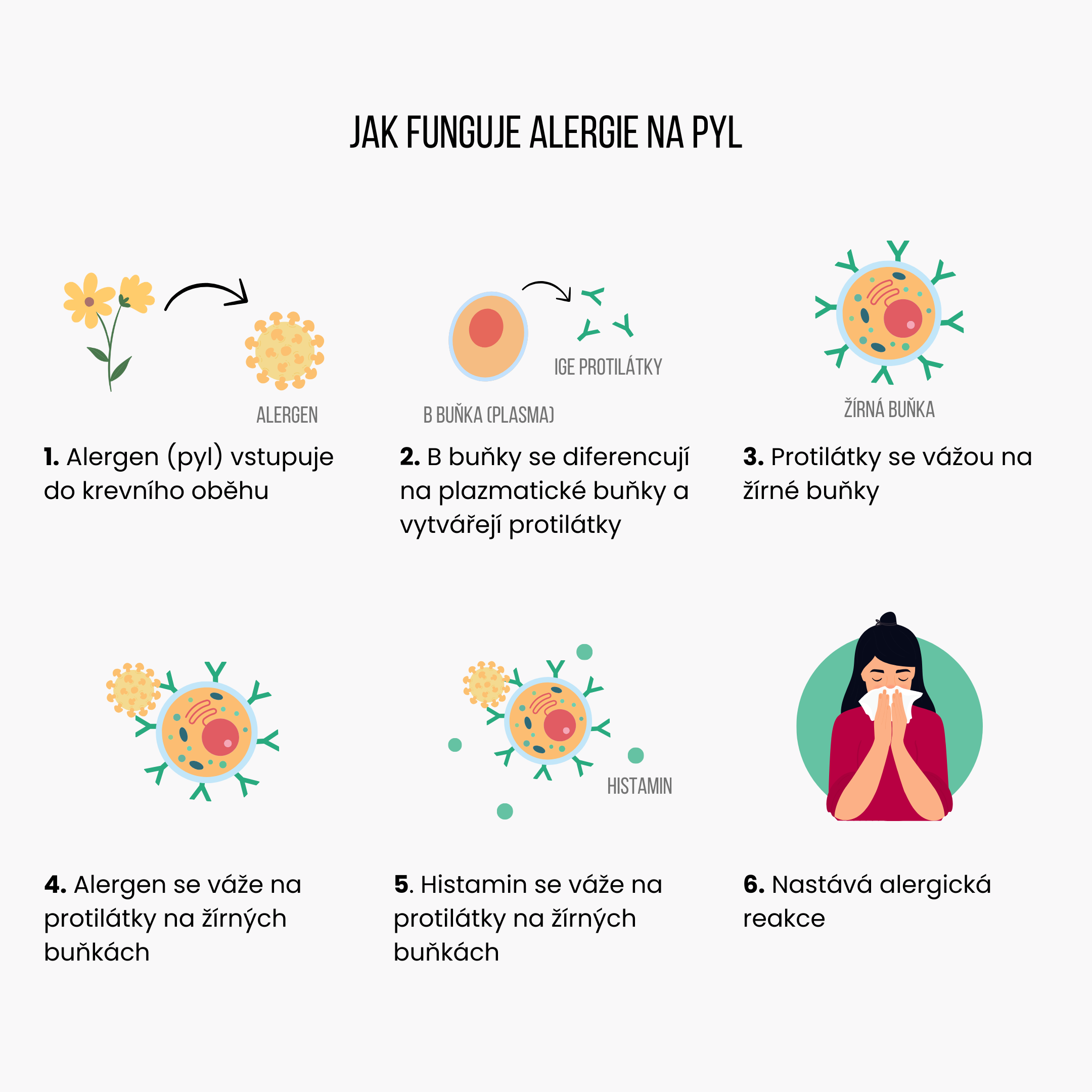 Jak probíhá alergie