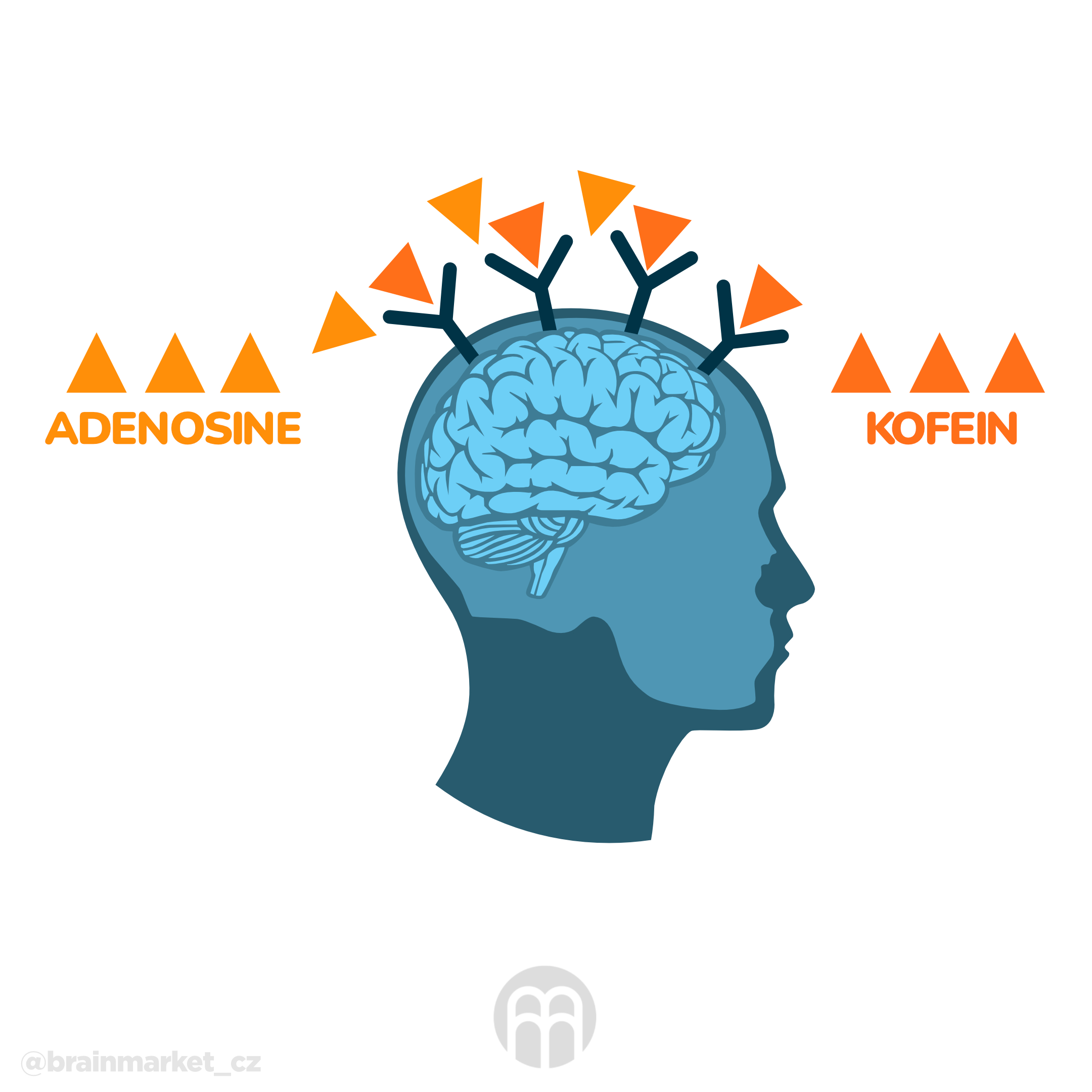 ADENOSINE A KOFEIN_infografika_cz