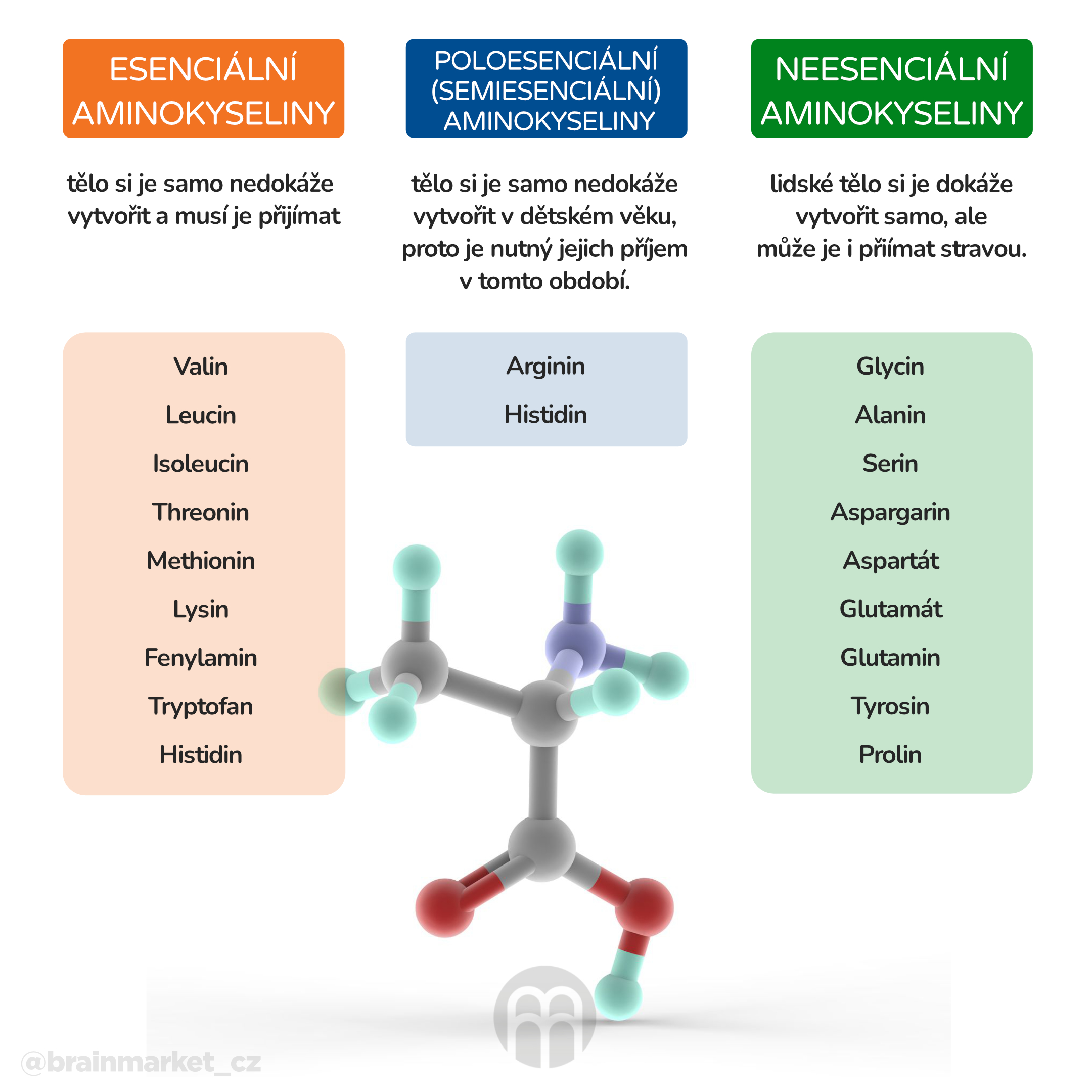 aminokyseliny_infografika_cz